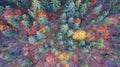 Aerial view of autumn pine forest with yellow and green trees in the mountains Royalty Free Stock Photo