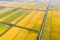 Aerial view of autumn rice field Royalty Free Stock Photo