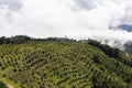 Aerial view of an avocado crop in the mountains of Colombia.