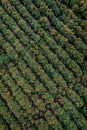 Aerial view avocado plantation from Michoacan Mexico