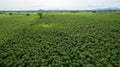 Aerial view Baby cassava or manioc plant on field. agriculture field,bio fuels refinery plant bio ethanol by Cassava. Aerial view Royalty Free Stock Photo