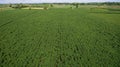 Aerial view Baby cassava or manioc plant on field. agriculture field,bio fuels refinery plant bio ethanol by Cassava. Aerial view