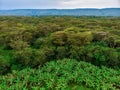 Aerial view on banana plantation bordered wit a Primal Virgin Forest of Manyara National Park Concervation Area in East Royalty Free Stock Photo