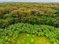 Aerial view on banana plantation bordered wit a Primal Virgin Forest of Manyara National Park Concervation Area in East Royalty Free Stock Photo