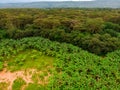 Aerial view on banana plantation bordered wit a Primal Virgin Forest of Manyara National Park Concervation Area in East Royalty Free Stock Photo