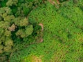 Aerial view on banana plantation bordered wit a Primal Virgin Forest of Manyara National Park Concervation Area in East Royalty Free Stock Photo