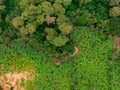 Aerial view on banana plantation bordered wit a Primal Virgin Forest of Manyara National Park Concervation Area in East Royalty Free Stock Photo