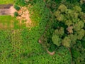 Aerial view on banana plantation bordered wit a Primal Virgin Forest of Manyara National Park Concervation Area in East Royalty Free Stock Photo