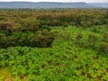 Aerial view on banana plantation bordered wit a Primal Virgin Forest of Manyara National Park Concervation Area in East Royalty Free Stock Photo