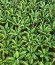 aerial view banana plantation