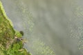 Aerial view of a bank of a lake with green waterlily leaves floating on water. Royalty Free Stock Photo