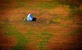 Aerial view Barn in Colorful field Royalty Free Stock Photo