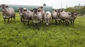 Aerial view Bazadaise cows and calves daisy in the meadow, Gironde