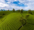 Aerial view of beatiful sunset at Long Coc tea hill, Phu Tho, Vietnam