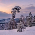 Aerial view of a beautiful forest in winter in Serbia Royalty Free Stock Photo