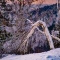 Aerial view of a beautiful forest in winter in Serbia Royalty Free Stock Photo