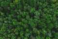 Aerial view of the beautiful green forest. Forest texture top view Royalty Free Stock Photo