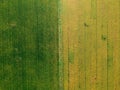 Aerial view of beautiful green and yellow rice field, different pattern background
