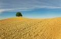 Aerial view of the beautiful landscape of Tuscany in Italy, near Montalcino, hills cultivated with wheat, yellow plowed field with Royalty Free Stock Photo