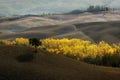 Aerial view of the beautiful landscape of Tuscany in Italy, near Montalcino, hills cultivated with wheat, yellow plowed field, Royalty Free Stock Photo