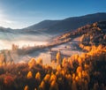 Aerial view of beautiful orange forest in fog at sunrise Royalty Free Stock Photo