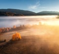 Aerial view of beautiful orange trees in fog at sunrise Royalty Free Stock Photo