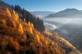 Aerial view of beautiful orange trees on the hill in fog Royalty Free Stock Photo