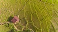 Paddy Fields Royalty Free Stock Photo