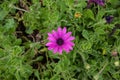 Aerial view of a beautiful purple and violet African daisy on a green background of grass and vegetation Royalty Free Stock Photo