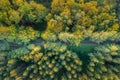 Aerial view of beautiful road crossing a autumn forest. Country road through autumn forest. Autumn trees in the forest.Shinrin-yok