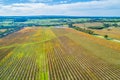 Straight golden rows of large vineyard in Australia.