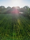 aerial view of a beautiful sunset over green corn fields, agricultural fields Royalty Free Stock Photo