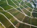 Aerial view of beautiful vineyards landscape