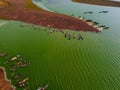 Aerial view of Ben Nom fishing village, a brilliant, fresh, green image of the green algae season on Tri An lake, with many Royalty Free Stock Photo