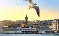 Aerial view of Beyoglu district with old houses and Galata Tower on top in Istanbul, Turkey. Bay Golden Horn. Flying seagull. Royalty Free Stock Photo