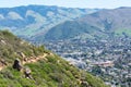 Aerial view of Bishop Peak trail surrounded by chaparral on the hill. Royalty Free Stock Photo
