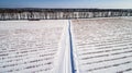 Aerial view of blueberry field in winter