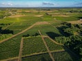 Aerial view Bordeaux Vineyard at sunrise, Entre deux mers, Gironde