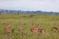 Aerial view of breeding heard of impala in grassland