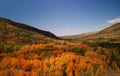 Aerial view of Bright autumn trees in Uinta Wasatch cache National forest, Utah