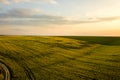 Aerial view of bright green agricultural farm field with growing rapeseed plants and cross country dirt road at sunset Royalty Free Stock Photo