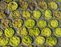 Aerial View of Bright Green Algae Forming Round Shapes on Concrete Grid Pattern Under Natural Light Royalty Free Stock Photo