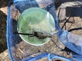 Aerial view bucket fish net and glass eels