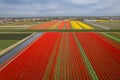 Aerial view of bulb fields of bright colorful Tulips in the Netherlands Royalty Free Stock Photo