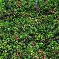 Aerial view bunches of closed tulips with leaves