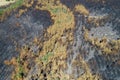 Aerial view of a burnt pine forest, ecology concept