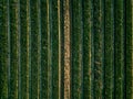 Aerial view of cabbage rows field in agricultural landscape Royalty Free Stock Photo