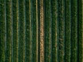 Aerial view of cabbage rows field in agricultural landscape