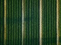 Aerial view of cabbage rows field in agricultural landscape