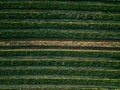 Aerial view of cabbage rows field in agricultural landscape